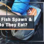 when do fish spawn