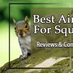 best air rifle for squirrels